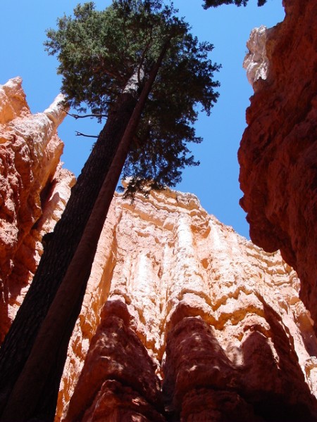 Kickass Tree