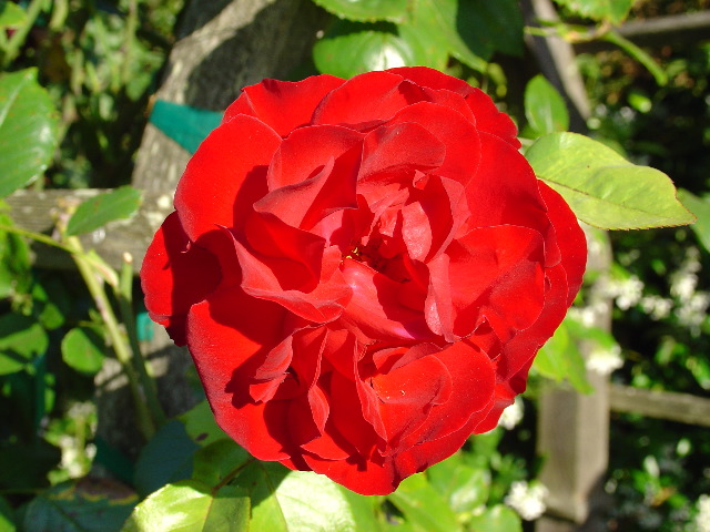 Macro test