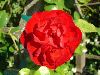 Macro test