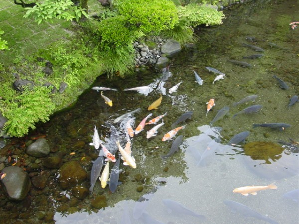 More Koi