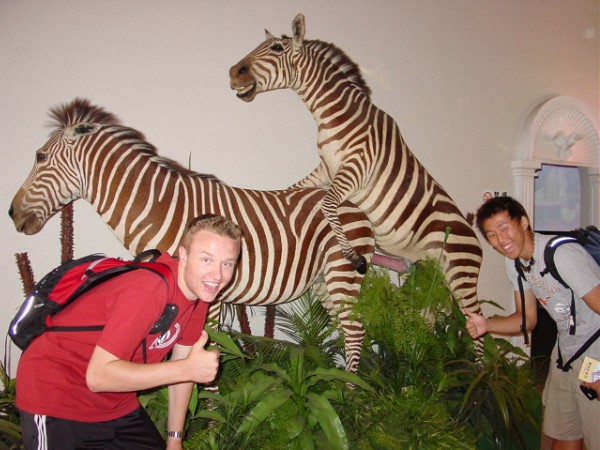 Zebras