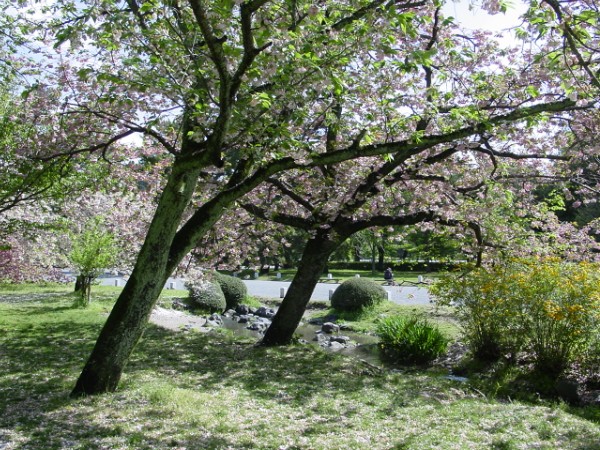 Sakura Revisited