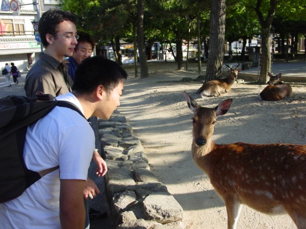 Deer
