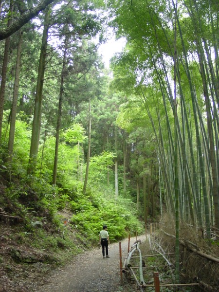Bamboo