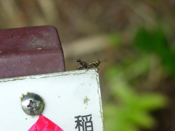 It's a Bug's Life