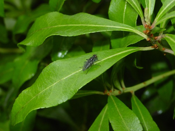 A Bug