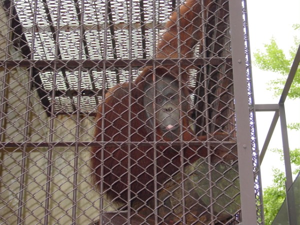 Spitting Ape